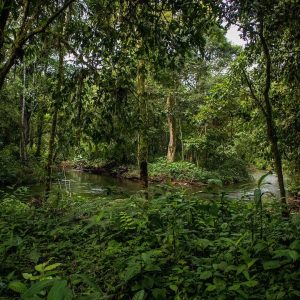 Tour de aventura en la selva: vista panorámica del río desde la densa vegetación